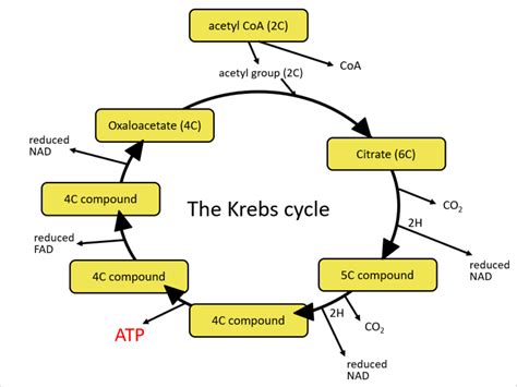 Krebs Cycle Cie International A Level Biology Teaching Resources