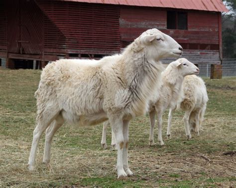 St Croix Sheep The Livestock Conservancy