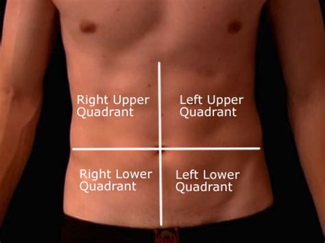 Houses the right lobe of liver; Organs in 9 Abdomen Regions | New Health Guide