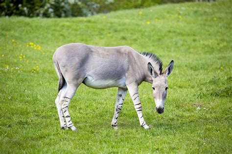 The Many Animals You Can See In Ethiopia