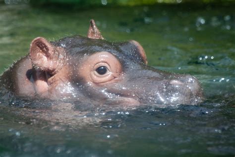 Baby Hippo Baby Hippo Swimming At The San Diego Zoo Taken Flickr