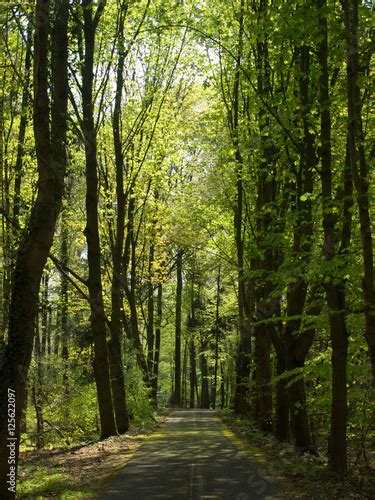 grüner waldweg im frühling stockfotos und lizenzfreie bilder auf bild 125622097