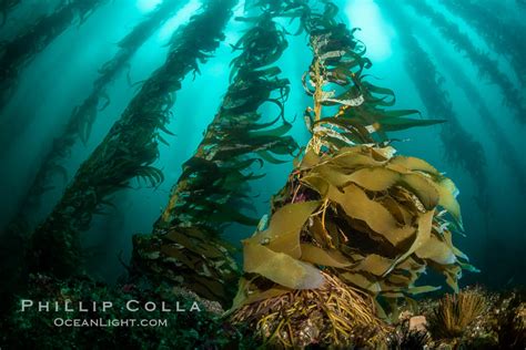 Macrocystis Kelp Grows Up From Rocky Reef Macrocystis Pyrifera San