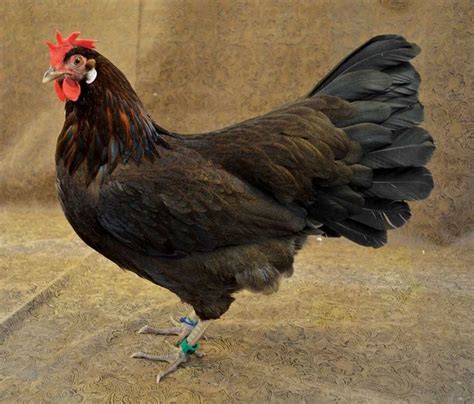 Heritage Breeds Can Be The Best Egg Laying Chickens Best Egg Laying