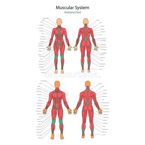 Illustration Of Human Muscles Female And Male Body Gym Training