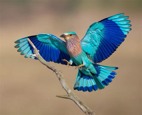 Lilac Breasted Roller Most Beautiful Bird In The World
