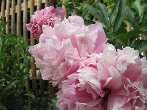 Free Images Blossom Flower Petal Bloom Rose Garden Pink Flora