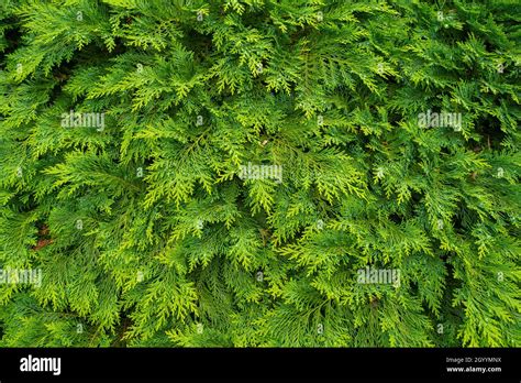 Fresh Green Pine Leaves Oriental Arborvitae Thuja Orientalis Also