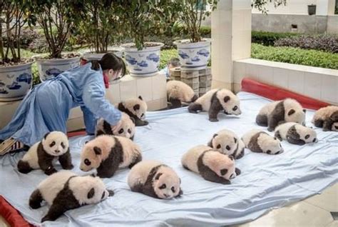 Kindergarten Für Pandas Einer Der Süßesten Orte Der Welt Uberalles