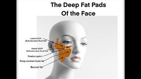 Facial Aging Deep Fat Pads Of The Face Face Aesthetic Grepmed