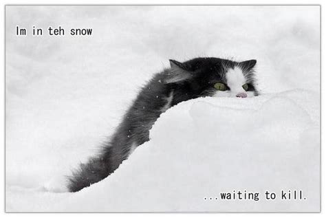Get The Wonderful Funny Cat Memes Snow Hilarious Pets