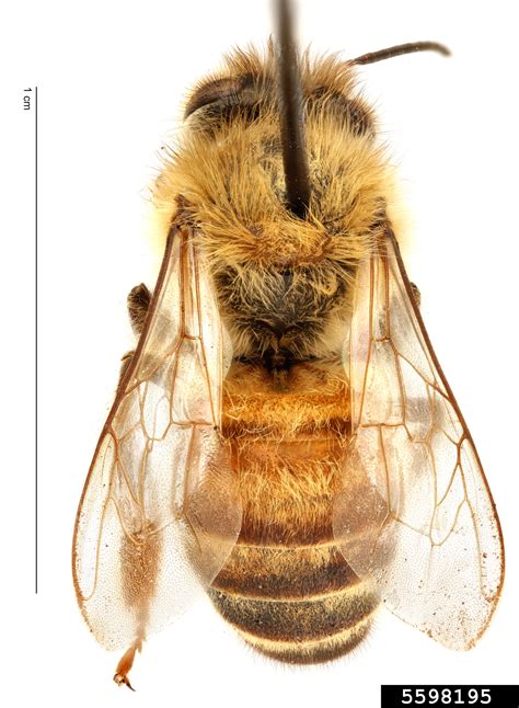 Honey Bee Apis Mellifera
