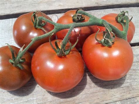 Beefsteak Tomatoes 1 Lb Daily Harvest Express