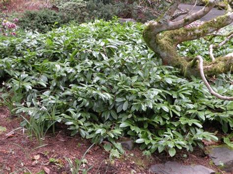 Prunus Laurocerasus ‘mount Vernon Dwarf English Laurel Plants