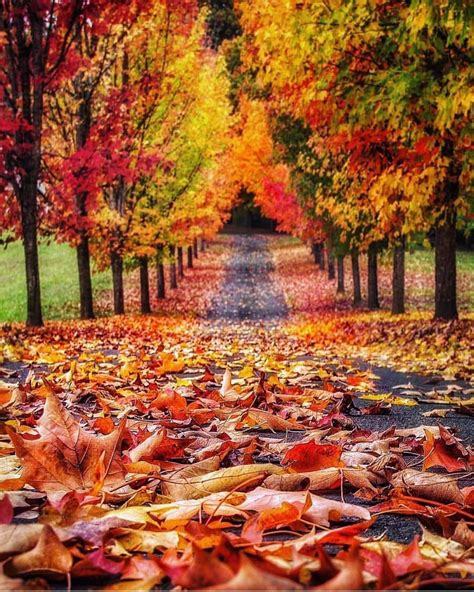 Autumn Tunnel Trees Oregon United States ©joseph Autumn Scenery