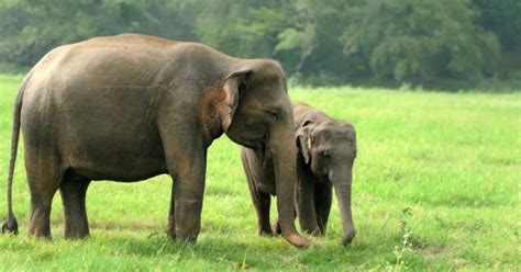 16 Fakta Menarik Tentang Gajah Yang Perlu Anak Ketahui