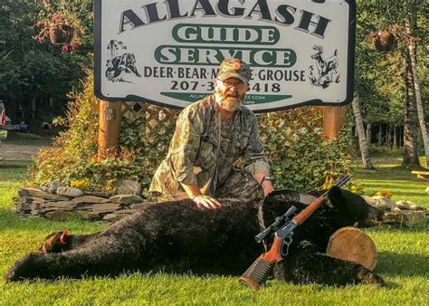 Guided Bear Hunts And Bear Hunting Outfitters In Maine Allagash Guide