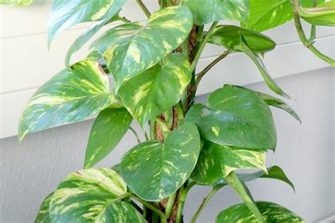 Philodendron Houseplant Types How To Grow Care And Plant Plantopedia