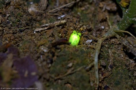 Photos A Green Glow Worm From The Amazon Live Science