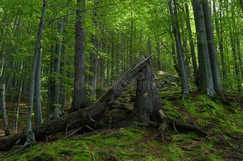 Broken Tree In The Forest Stock Image Image Of Mysterious 51575691