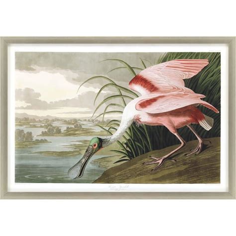 Roseate Spoonbill Framed Art By Paragon