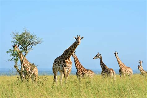 7 Days Best Of Rwanda Safari Rwanda Safari Tours