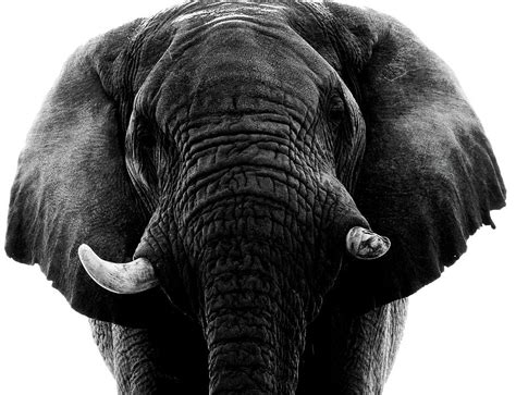 Dark Monochrome Elephant Photograph By Mark Hunter Fine Art America