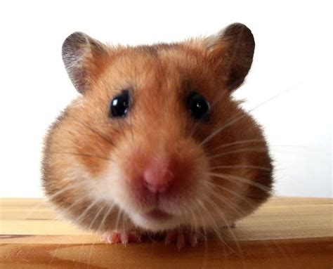 Hình ảnh chuột Hamster dễ thương cute đẹp nhất Hình nền chuột Hamster