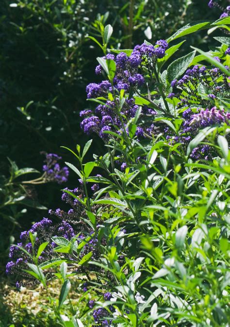 Tall Shrub With Purple Flowers