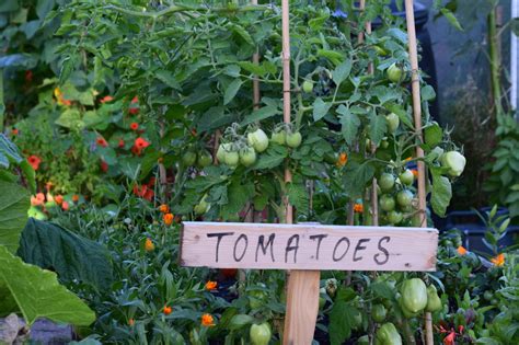 The Tomato Tutorial How To Plant Grow And Harvest Tomatoes