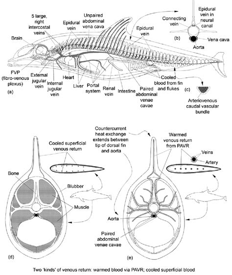 Figure 2 From Elements Of Beaked Whale Anatomy And Diving Physiology