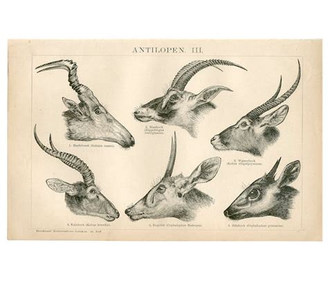 1903 Antelope Heads Lithograph Original Antique Print Etsy