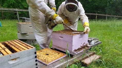 Beekeeping Supplies Enter The 21st Century In An Effort To Fend Off