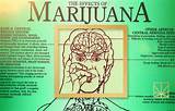 How Fast Can You Get Marijuana Out Of Your System Pictures