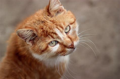 10 Orange Tabby Cat Breed Facts