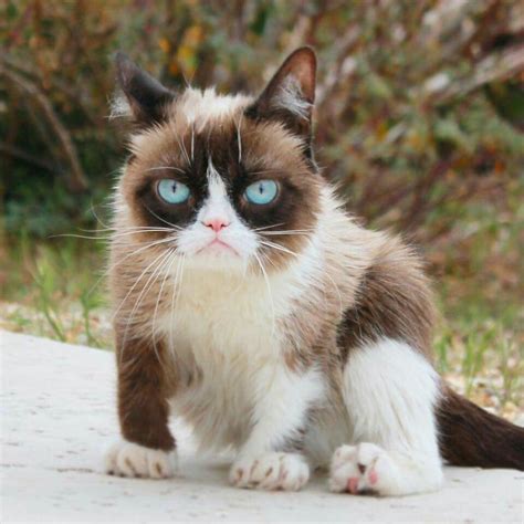 Blank Grumpy Cat Sitting On The Sidewalk Grumpy Cat Cats Cute Cats