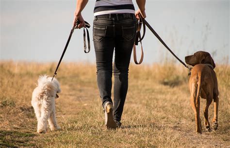 Pet Sitting Vs Boarding Which Is The Best For Your Pets Your Pet Pa