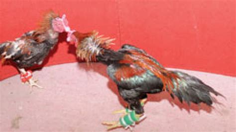Semua botoh atau penghobi ayam aduan pastinya. Bentuk Dan Model Kaki Ayam Petarung Pukul Saraf/Ko / Ayam ...