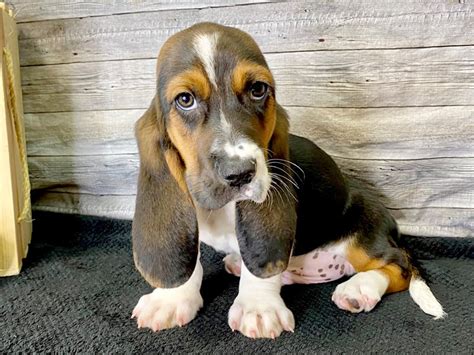 Basset Hound Puppies For Sale In Oh Basset Hounds For Sale Ohio