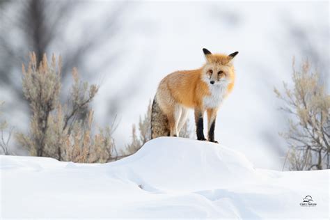 Fox Winter 5k Hd Animals 4k Wallpapers Images