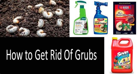 Top 8 Best Grub Killers 2020 How To Get Rid Of Grubs Grub Worms