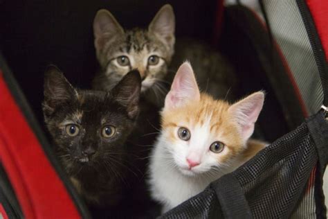 All cats adopted from midcoast humane have been spayed or neutered, microchipped, have received rabies and distemper vaccinations, flea, tick and adoption fees are indicated in the animal's profile. Cat For Adoption Philadelphia - The W Guide