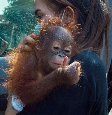 The Dark Story Behind That Cute Baby Orangutan Thumbs Up