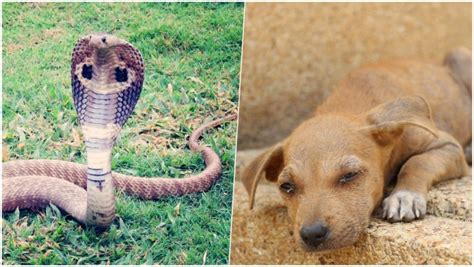 Pet Dog Saves Owner From Cobra Bite But Dies Of Snake Poison In Tamil