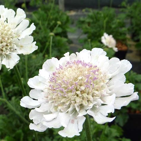 Scabiosa Incasa Kudo White Pincushion Flower Perennial Hardy Plant 9cm