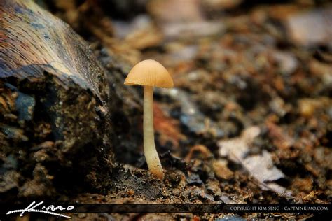 Wild Mushrooms From North Carolina Hdr Photography By Captain Kimo