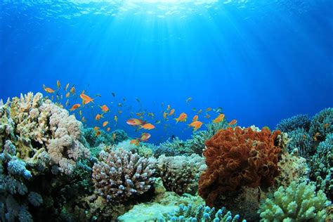 Hoje é Dia Mundial Dos Oceanos E Do Oceanógrafo Organics News Brasil