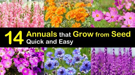 14 Annuals That Grow From Seed Quick And Easy