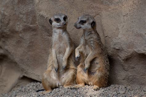 Erdmännchen Zoo Luxemburg Kostenloses Foto Auf Pixabay
