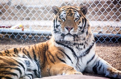 Denver Zoo To Welcome Endangered Tiger From Moscow Zoo This Summer